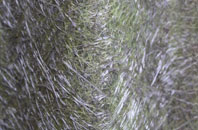 Cann Common fibreglass roof work